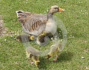 Detail of mother duck with four ducklings.