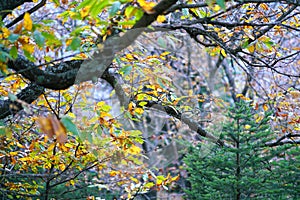 Detail of mountain forest in Euboea, Greece