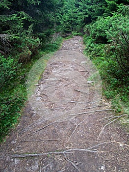 Mountain path in a middle of a forest