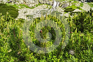 detail of mountain pine growing