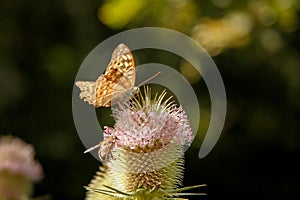 Detail of a mountain plant pollinated by a bee and a butterfly.