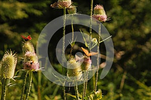 Detail of mountain plants pollinated by bees and butterflies.