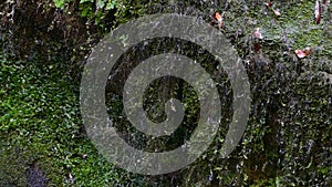 Detail of mountain slope with water droplets falling from moisture.Slow Motion