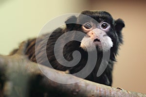 Moustached tamarin photo