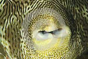 Detail of mouth of fish Map puffer photo