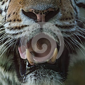 Detail of the mouth of a large Siberian tiger
