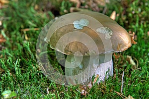 Detail of Mushroom