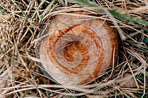 Detail of a mushroom, niscalo, of the forest floor in the middle of the mountain with pine leaves with brown, orange and green