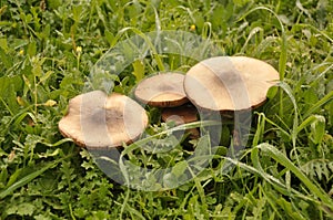 Detail of mushroom toadstool macro on the grass in autumn