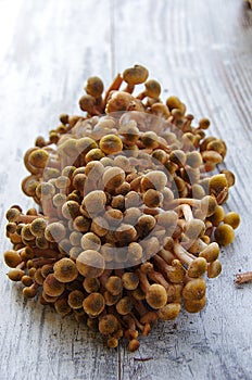 Detail of mushrooms 'Armillaria mellea' on a table