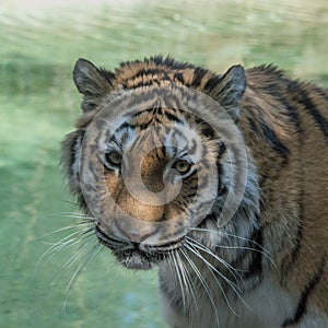 Detail of the muzzle of a large Siberian tiger