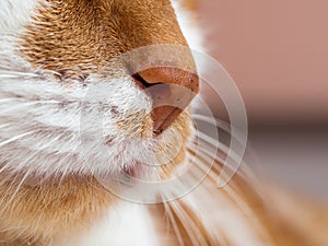 Detail of muzzle of orange white cat