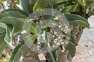 detail of Namibian grape plant at botanic gardens, Worcester