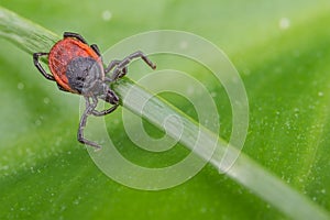 Deer tick lurking on a grass stem. Ixodes ricinus photo