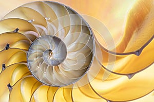 Detail of nautilus spiral shell