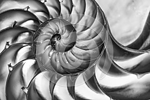 Detail of nautilus spiral shell in black and white