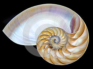 Detail of nautilus spiral shell isolated on black