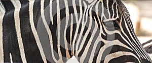 Detail of neck, head and eye of a striped zebra