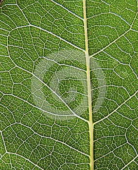 Detail of nerves macro of a leaf