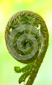 Detail of the new fern leaf unroling