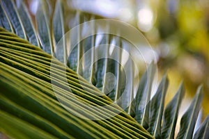 Detail of new palm leaf , natur background