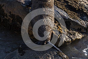 Detail of a new zealand fur seal`s tail on a sunny sunrise in New Zealand