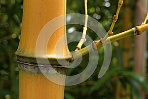 Detail of node and nodal ring with visible sheath scar on stalk of mature yellow bamboo plant.