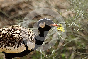 The detail of the northern black korhaan Afrotis afraoides or the white-quilled bustard is holding yellow blossom in the beak