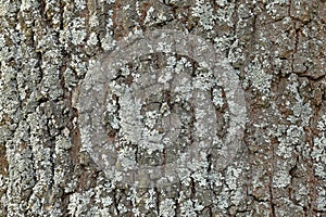 Detail of oak bark overgrown by lichen. Texture from natural material. Wood pattern