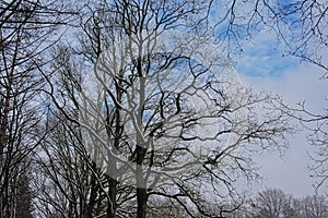 Detail of oak dark tree crowns covered in snow against soft clouds