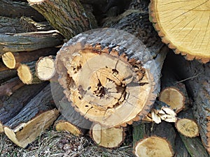 Roble protocolos sobre el madera depósito los beatles 