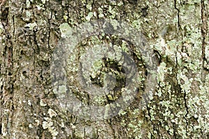 Detail of oak tree bark