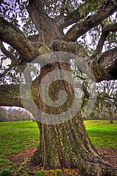 Detail of Oak Tree Trunk and Limbs