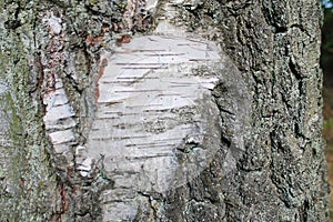Detail of an oak trunk photo