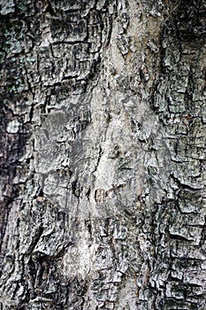 Detail of an oak trunk, Tuscany - Italy