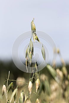 Detail of the Oat Spike on the Field