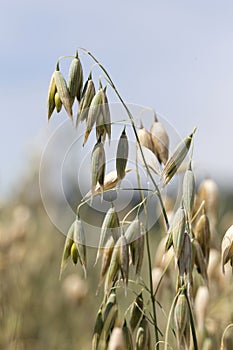 Detail of the Oat Spike on the Field