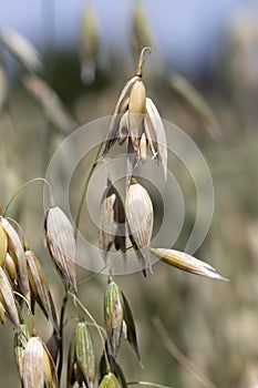 Detail of the Oat Spike on the Field