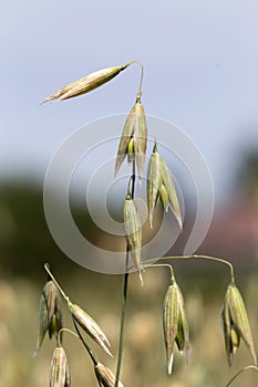 Detail of the Oat Spike on the Field