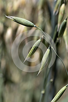 Detail of the Oat Spike on the Field