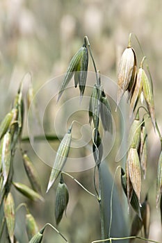 Detail of the Oat Spike on the Field