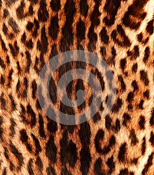 Detail of a ocelot skin