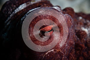 Detail of Octopus Eye on Reef in Indonesia