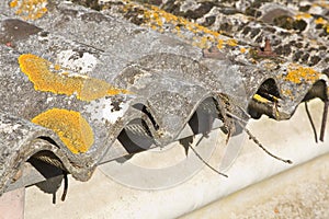 Detail of an old aged dangerous roof made of corrugated asbestos panels - one of the most dangerous materials