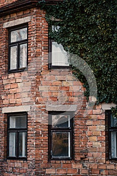 Detail of old building covered by ily. Old brick, abandoned house covered by green ivy.