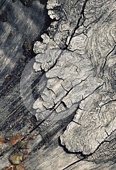 Detail of the old degenerate bark