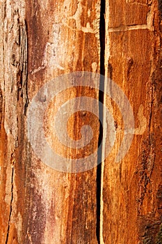 Detail of an old dried cherry tree trunk
