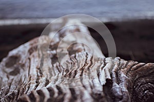 Detail of old dry bruch. Taken during autumn at Vicente Perez Rosales national park at Patagonia in  (CHILE