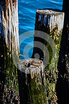 Detail of old empty pilings for dock with green moss