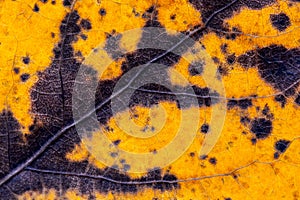 Detail of old leaf in autumn. Background